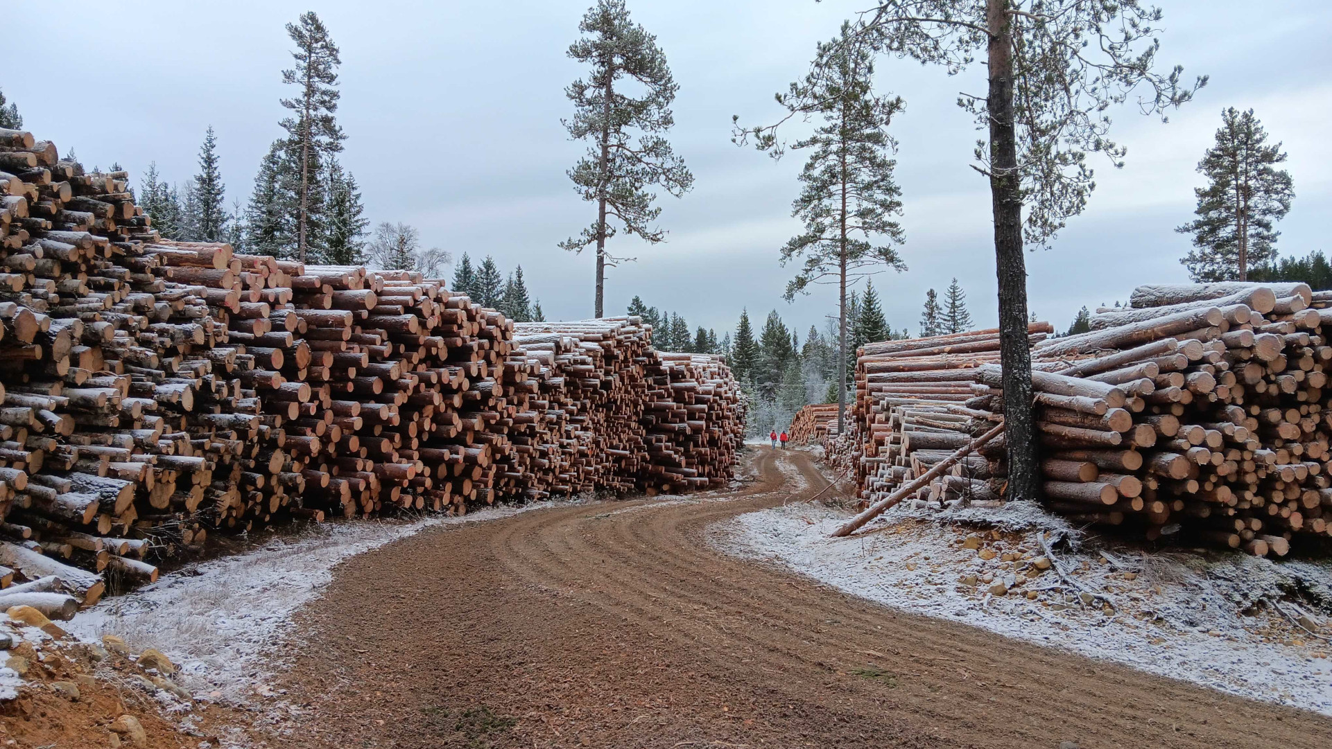 A snowy site with tall stacks of cut logs lining a dirt road, surrounded by pine trees and distant people in red coats providing scale.