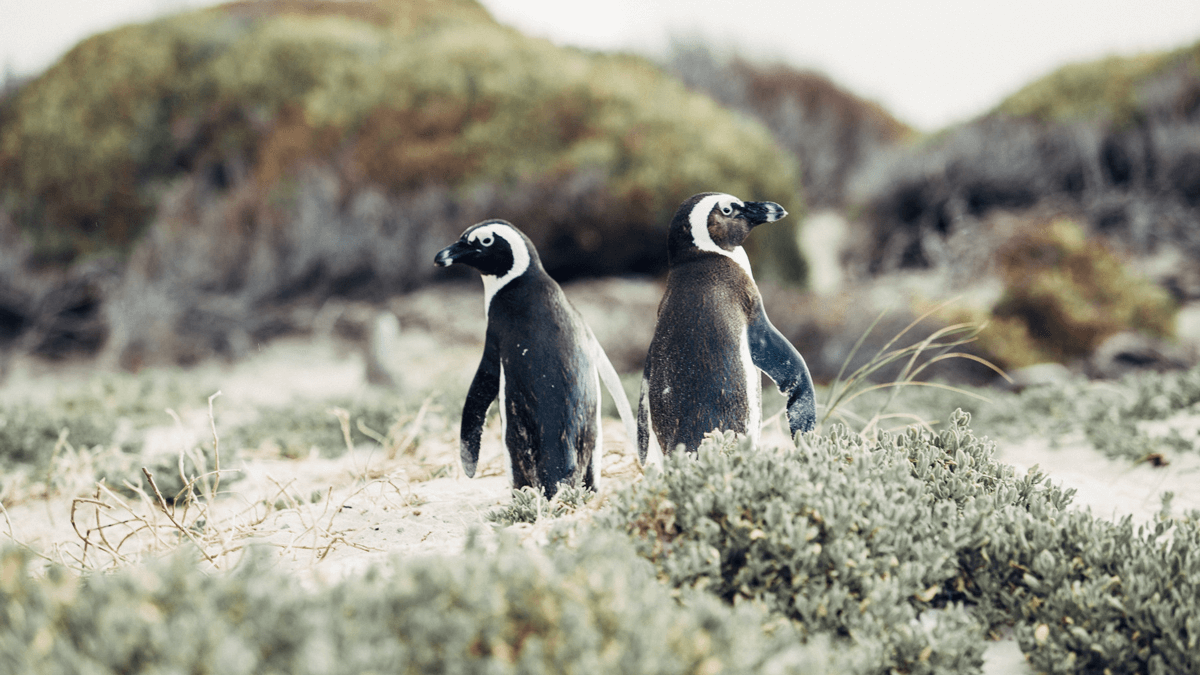 penguins in a field