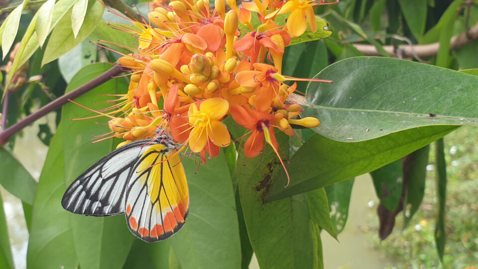 Colorful butterfly perched on bright orange and yellow flowers.