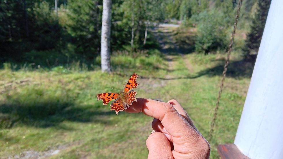 A butterfly resting on a hand. In the background is grass and trees, slightly out of focus.