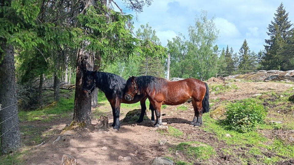 Two dark brown horses next to a tree