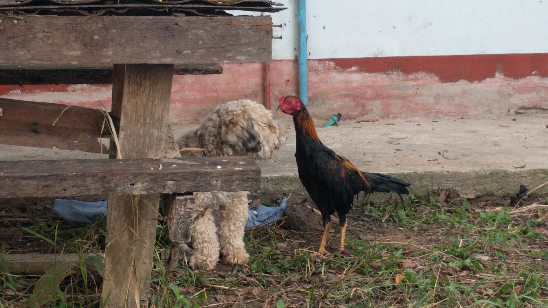 A small, curly-haired dog sits attentively on a patch of grass and dirt beside a wooden structure, facing a rooster that stands upright nearby. The rooster appears curious, gazing at the dog. The background includes a weathered wall with peeling paint, a concrete surface, and a red lower border.