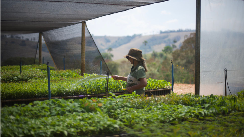 Tree nursery in Brazil.