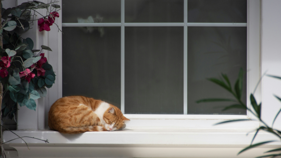 A cat sleeping on the window sill.