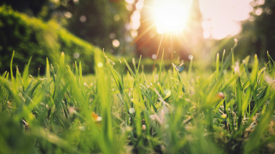 A grassy field with the picture taken low to the ground, showing the sunrise in the distance over trees.