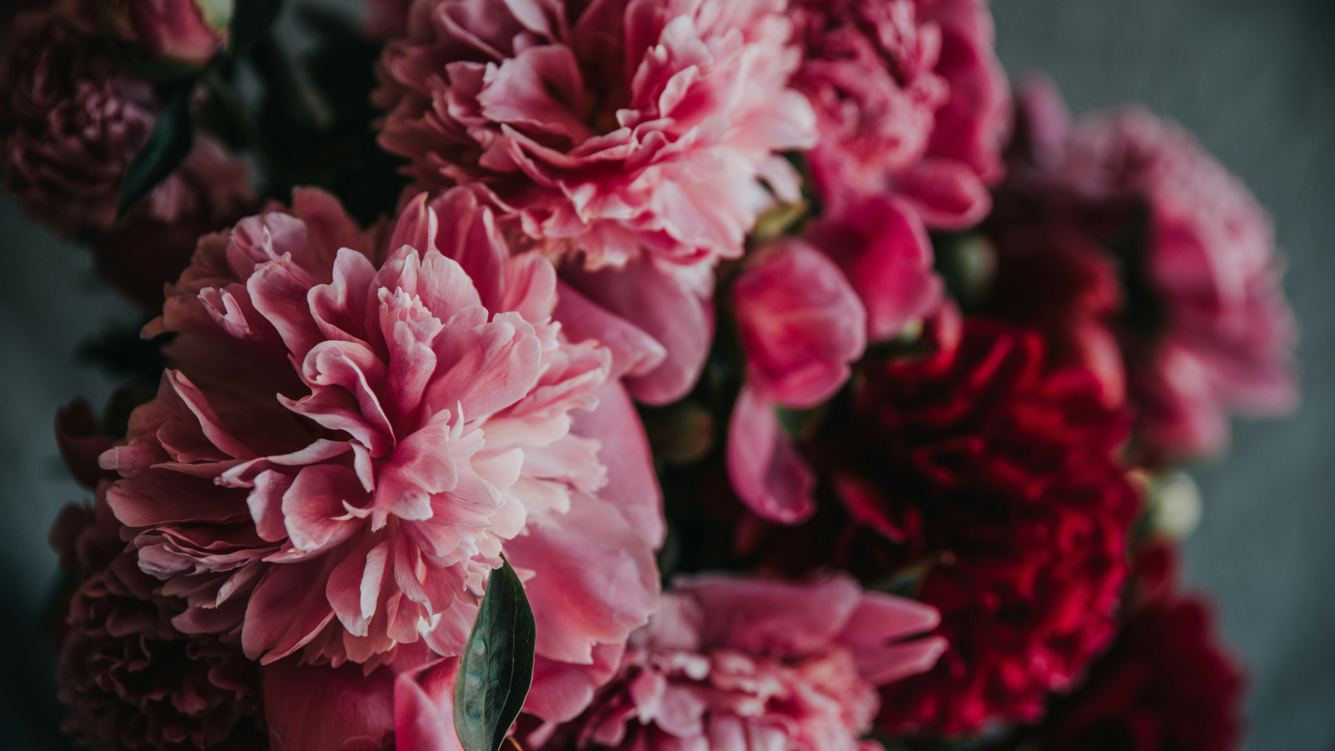Close-up of pink peonies.