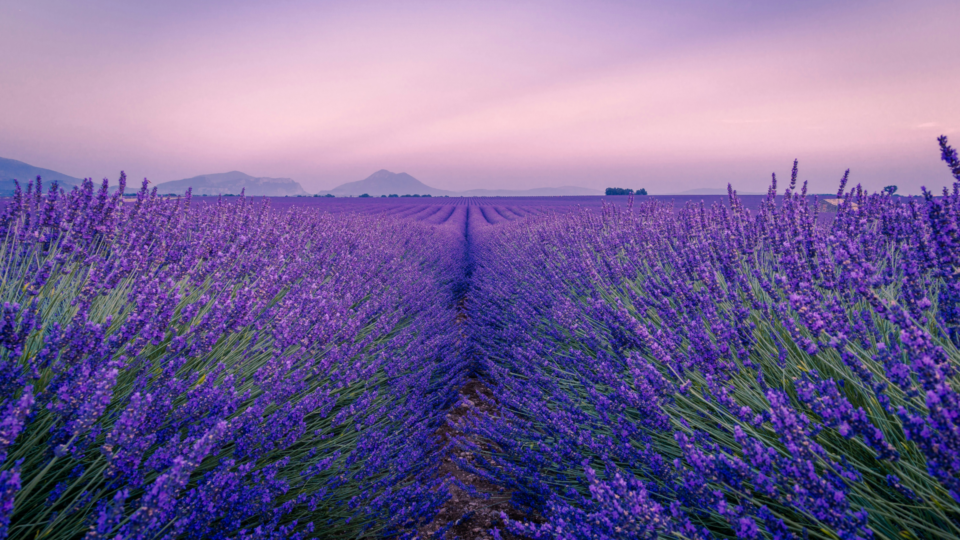 Blooming lavender field.