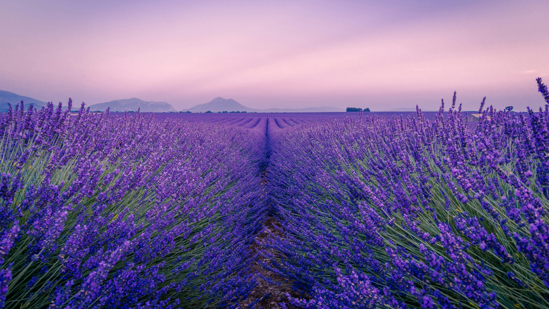 Blooming lavender field.