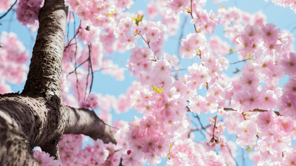 Cherry blossom viewed from below looking up towards the sky