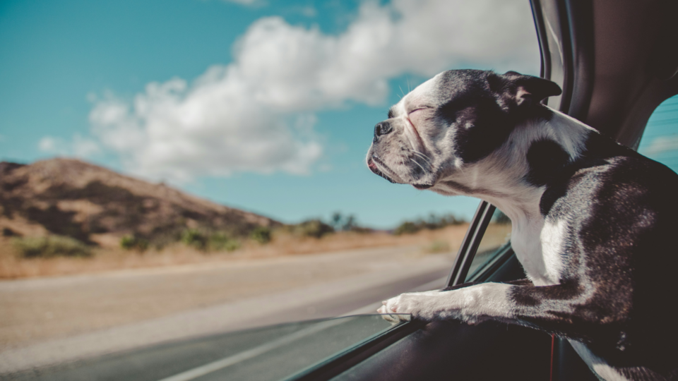 Boston terrier in a car with its head out of the open window.