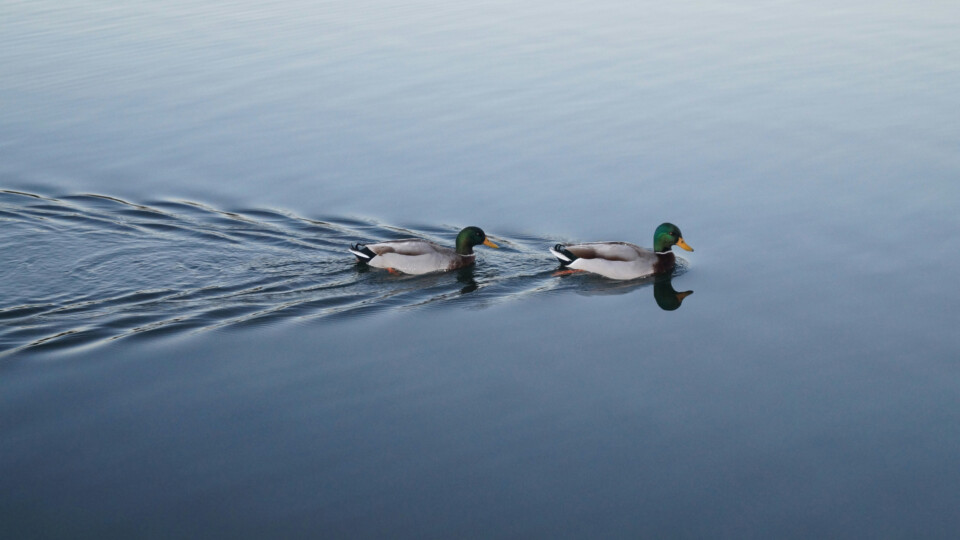 On duck following the other in the water