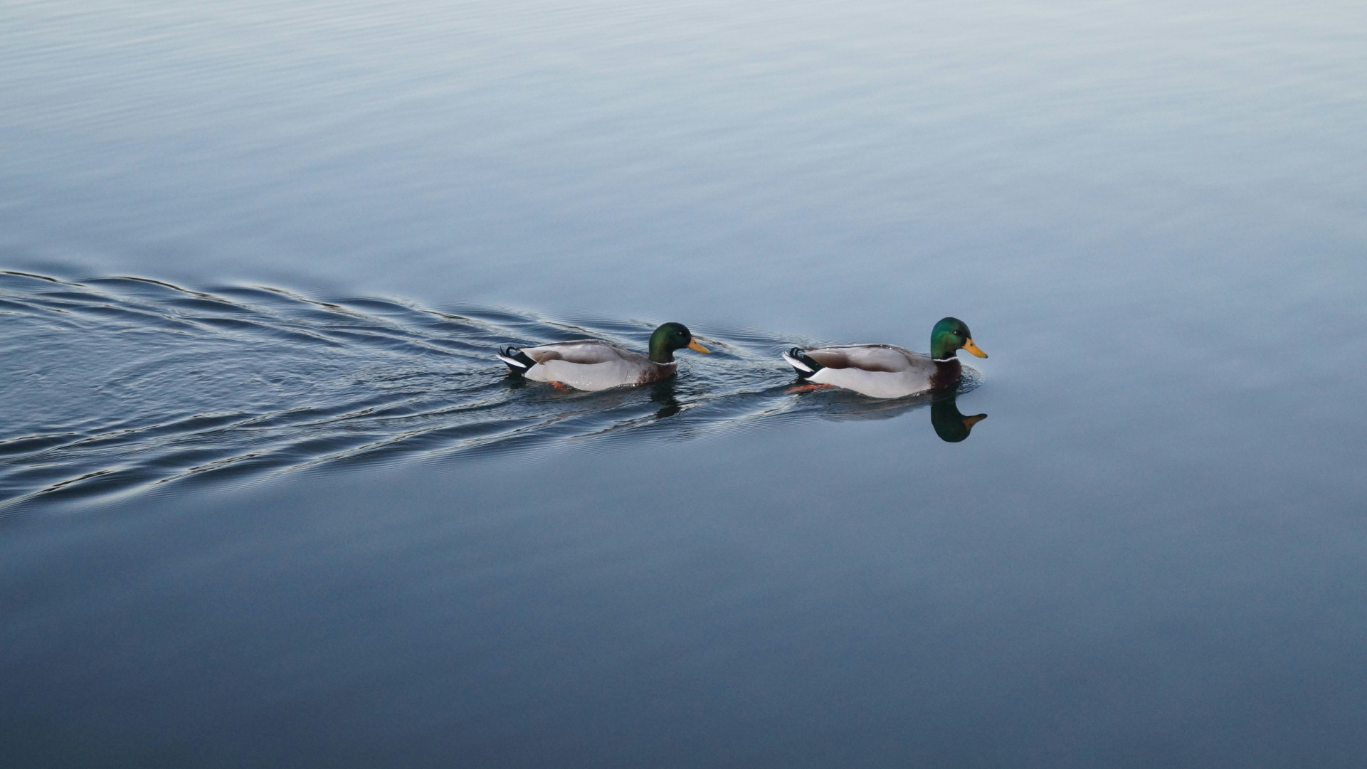 On duck following the other in the water
