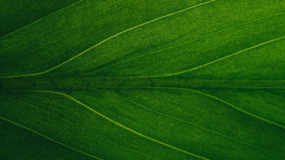 a green leaf up close