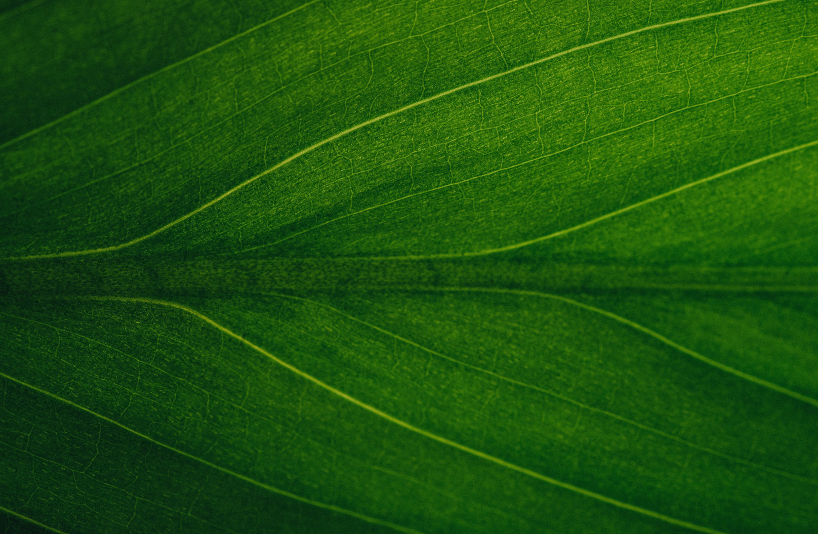 a green leaf up close