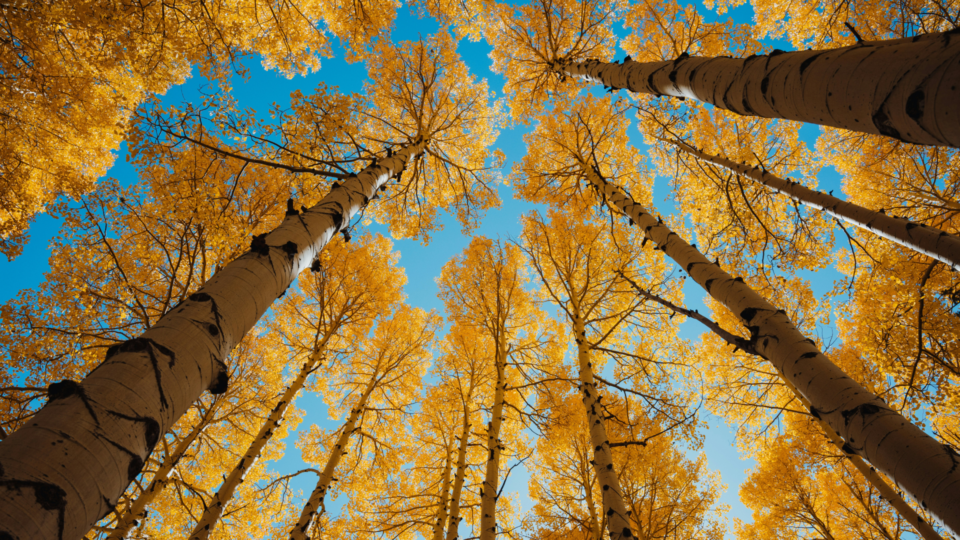 Looking up at tall aspen trees with yellow leaves.