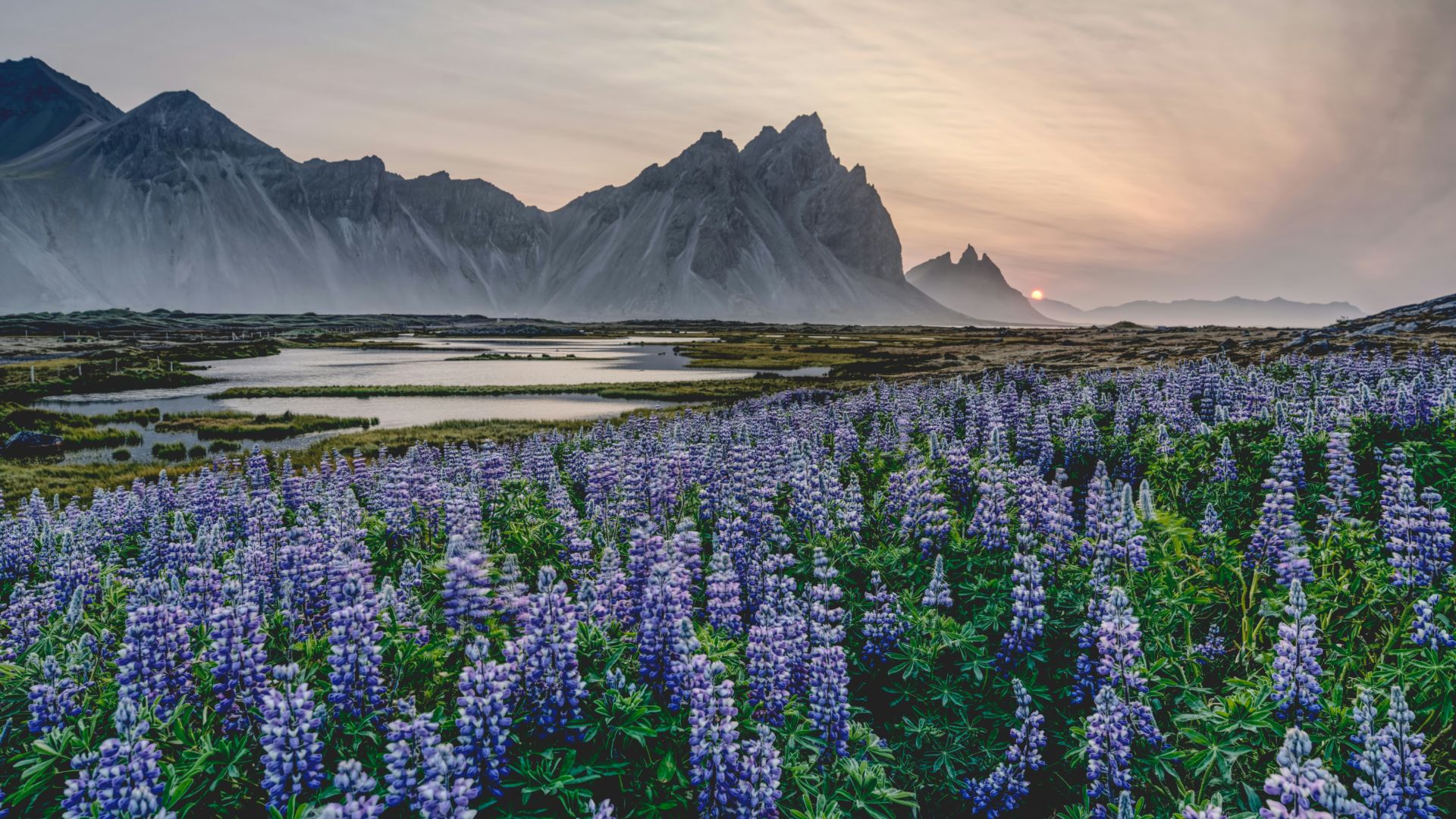 Purple flowers bloom before majestic mountains