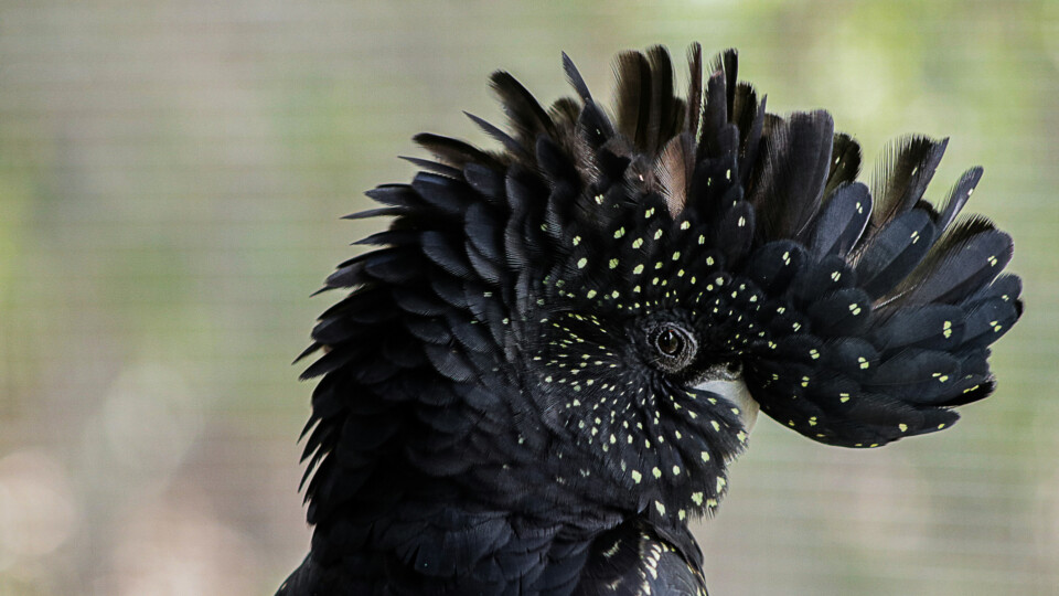 Close-up of a black cockatoo's head showing its yellow-speckled crest and detailed feathers.