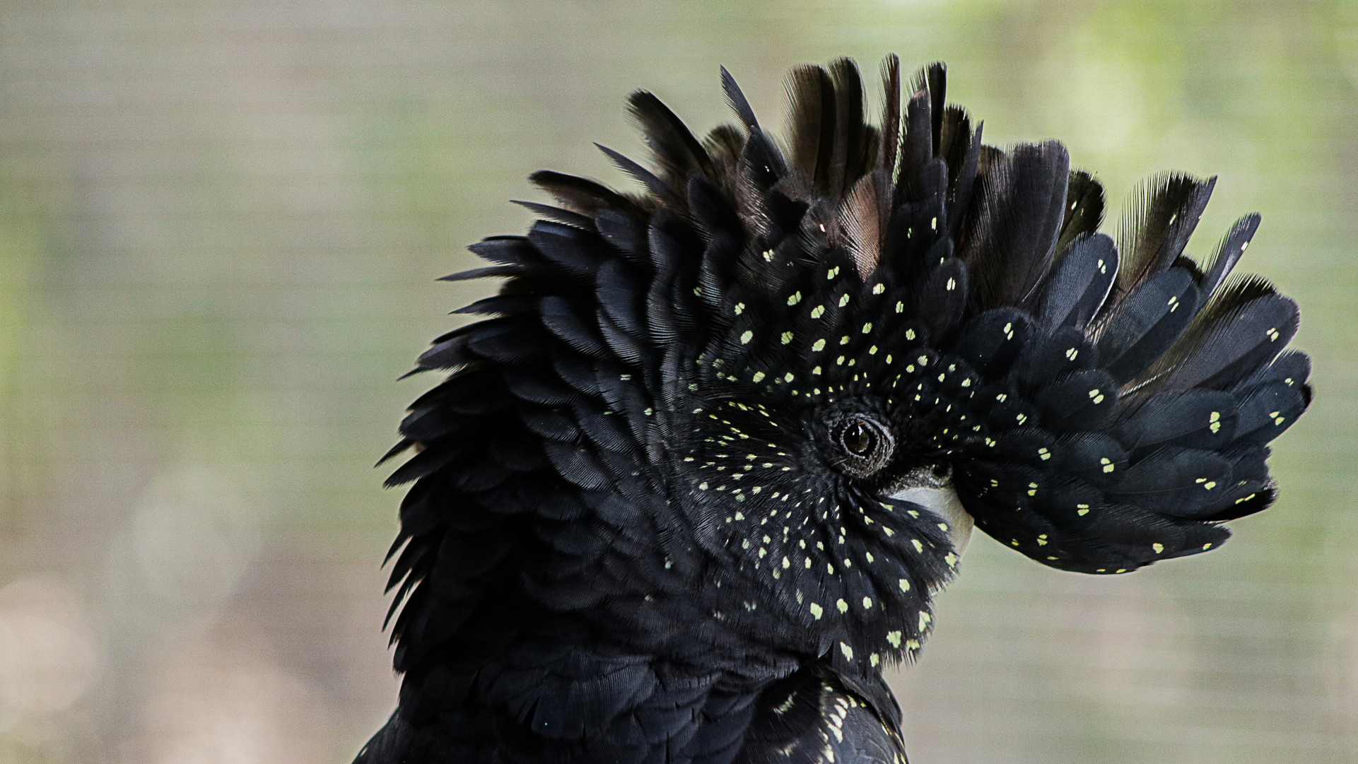 Close-up of a black cockatoo's head showing its yellow-speckled crest and detailed feathers.