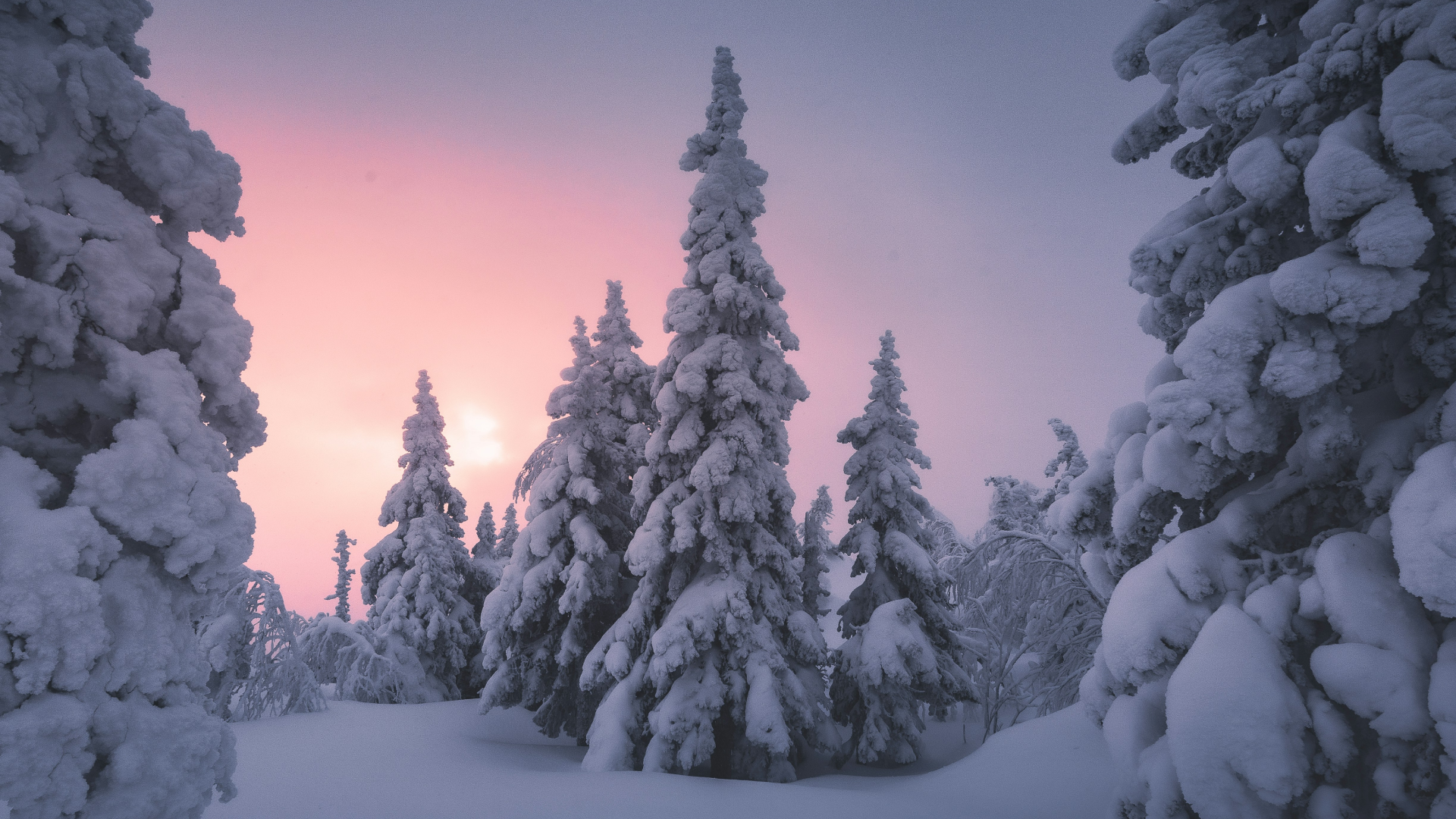 Snow covered trees with a pink sky in the background.