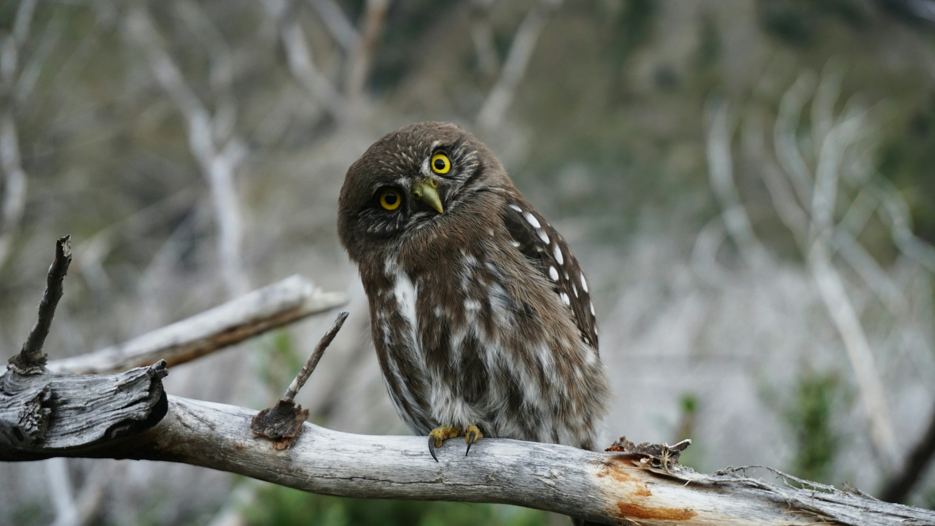 An wwl on a branch looking towards the camera with its head tilted.