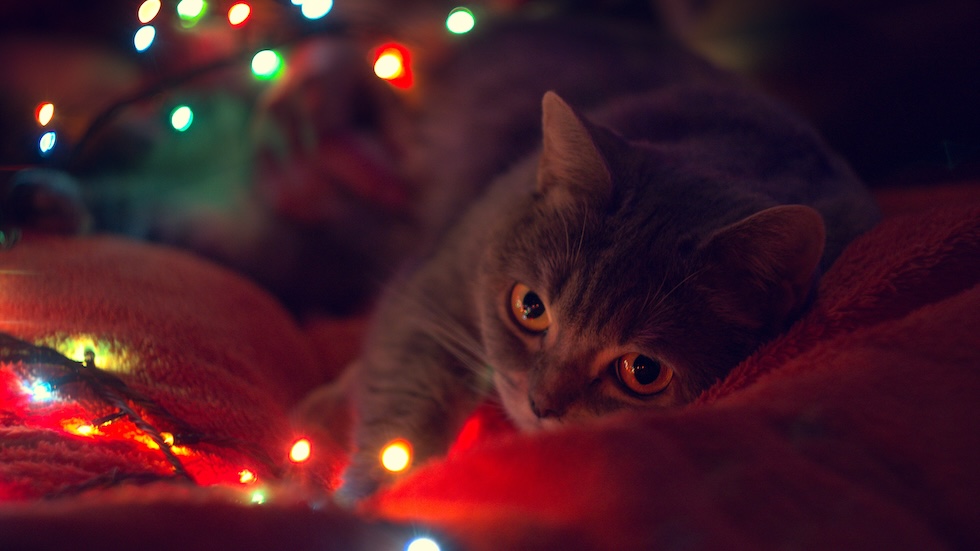 Cat lying under a Christmas tree, surrounded by Christmas lights