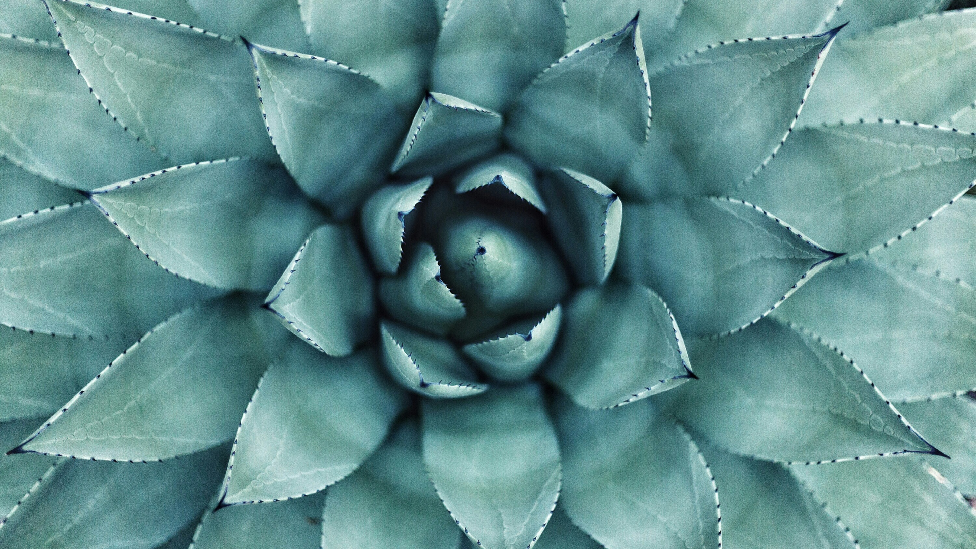 Macro photo of a succulent plant.