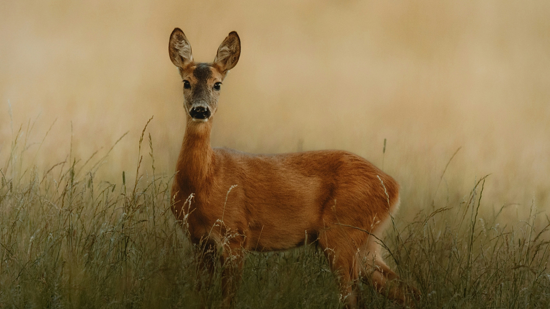 Deer on a field looking at the camera.