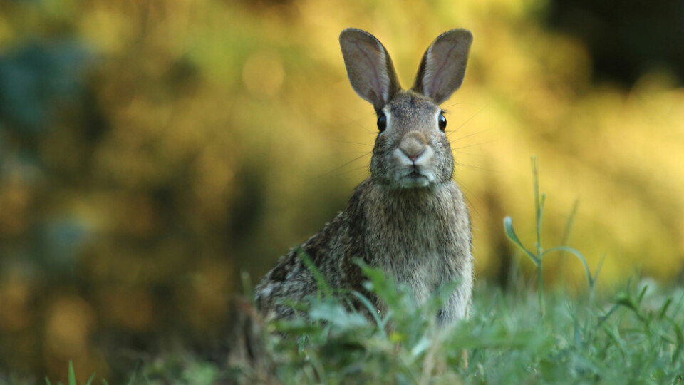 A rabbit in a field looking towards the camera