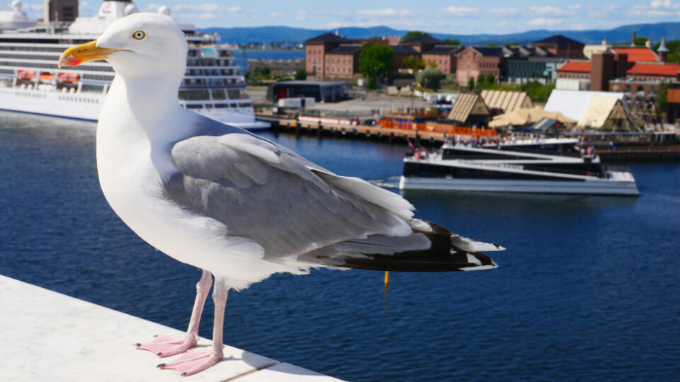 A seagull on a white wall overlooking water