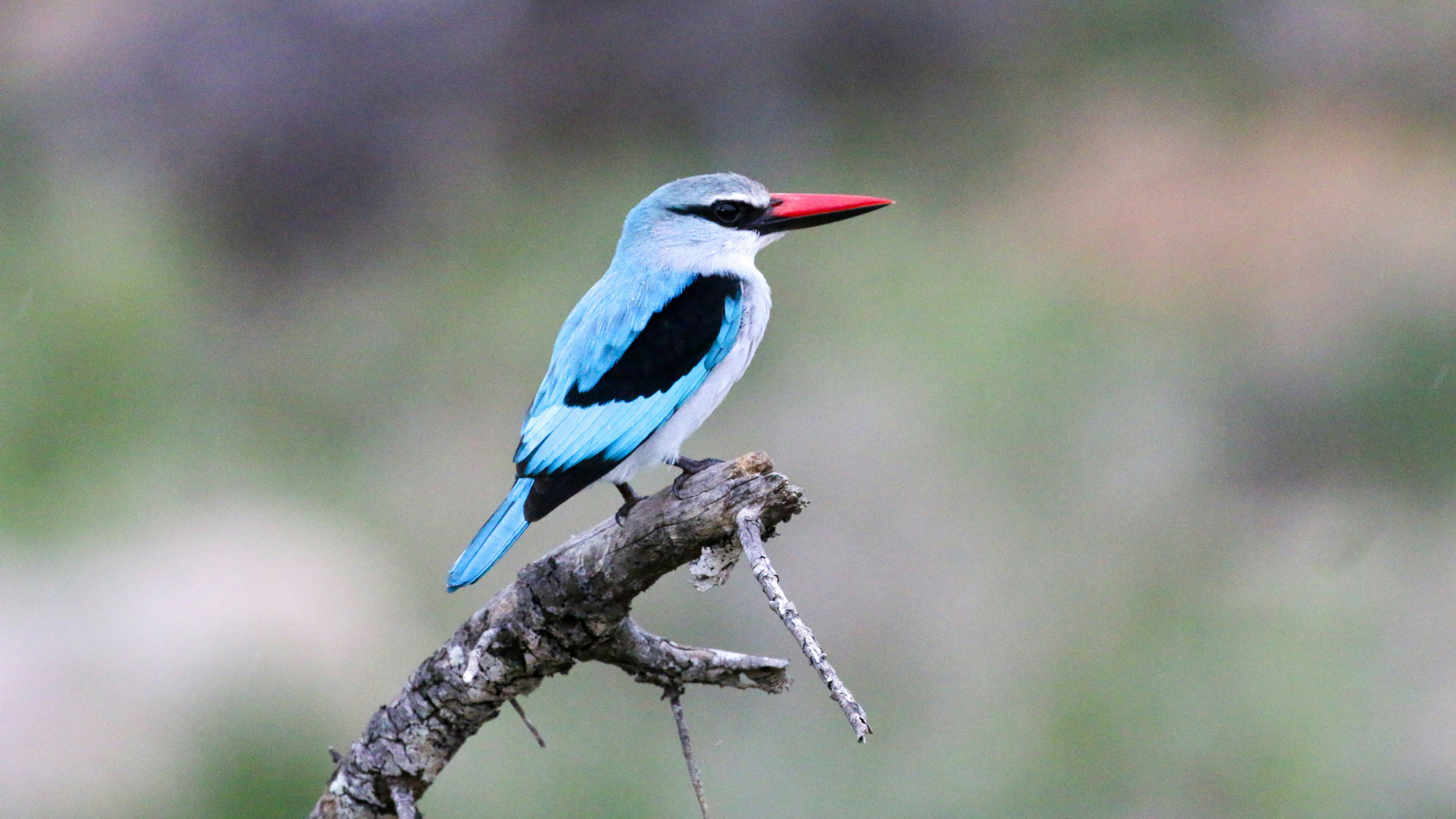 Bright blue kingfisher perched on a branch