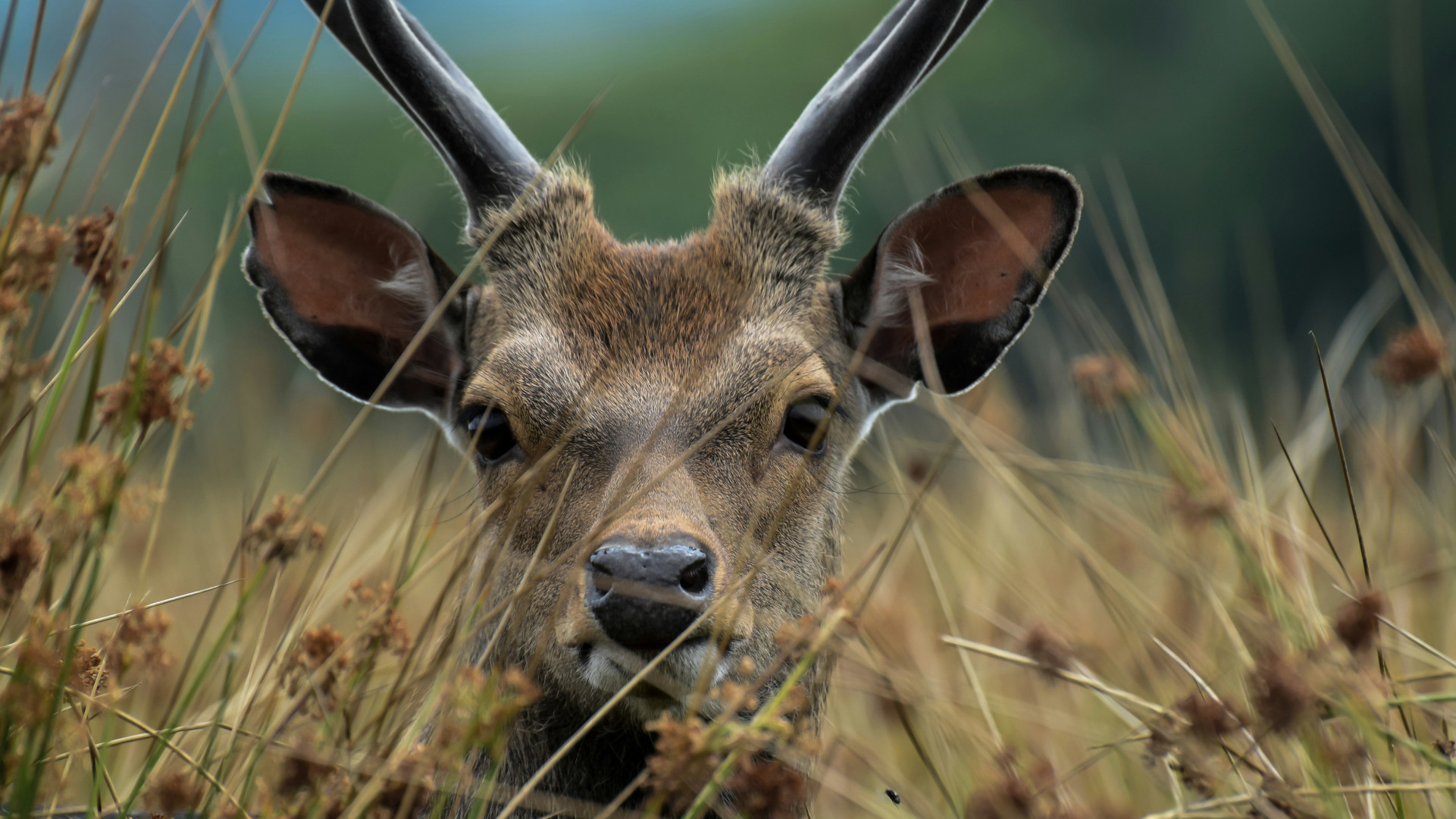Deer with antlers peeking through tall grass.