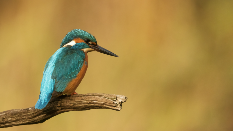 Kingfisher on a tree branch.