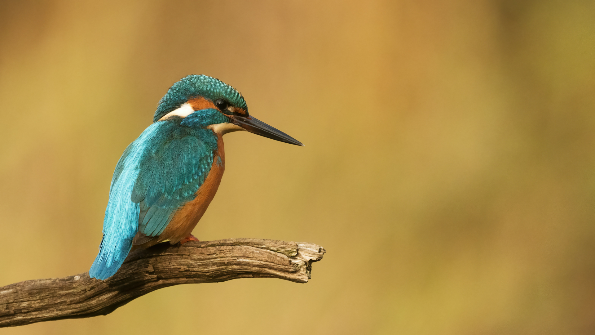 Kingfisher on a tree branch.