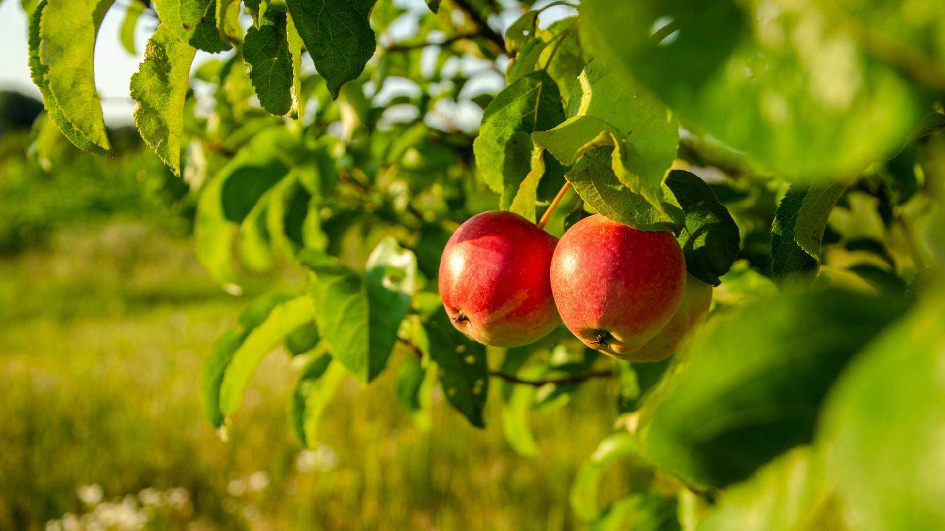 Two red apples hanging from a tree branch.