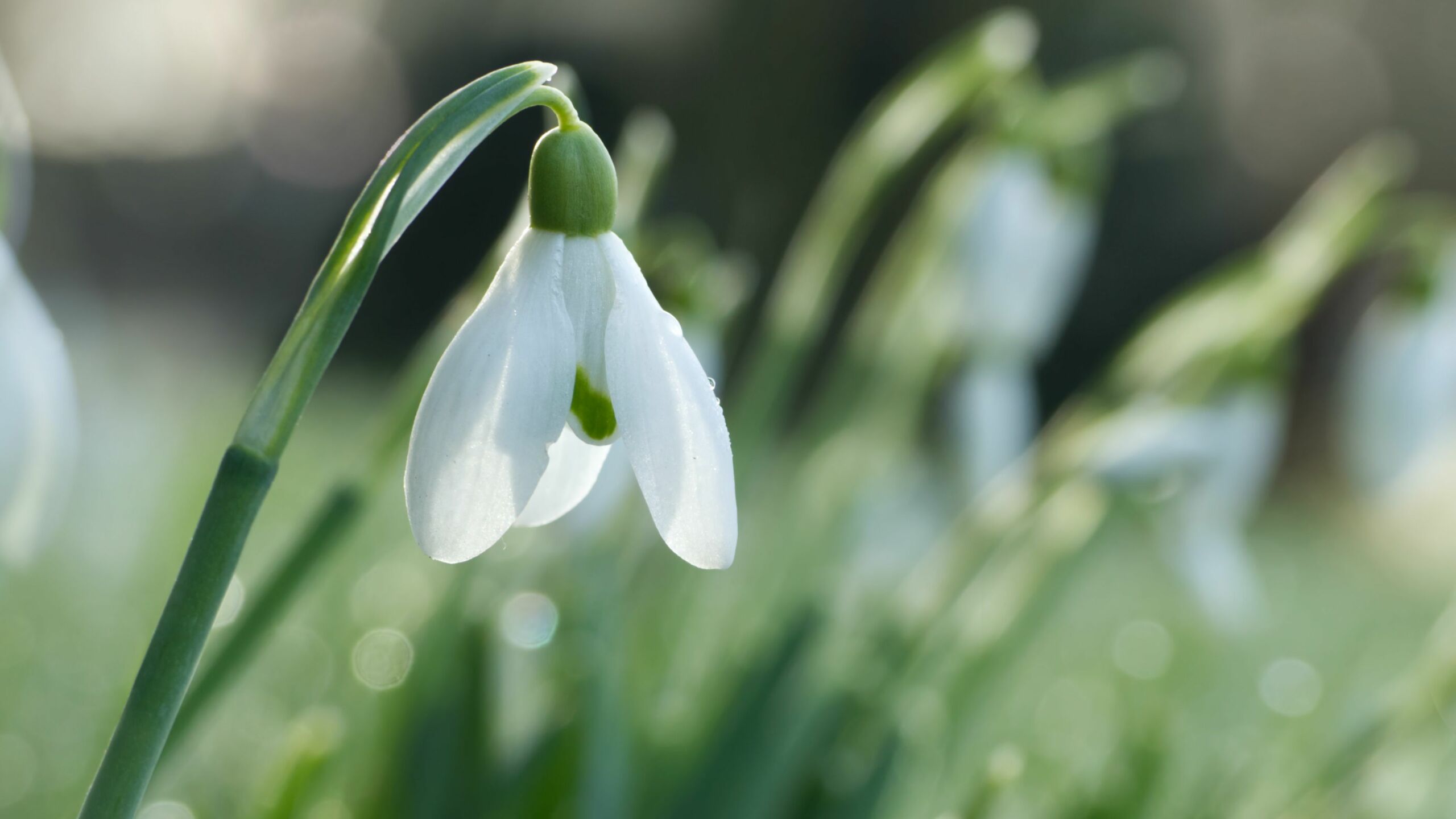 The beginning of spring march april is