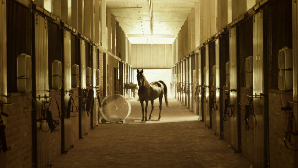 Sepia image of a horse in a stable