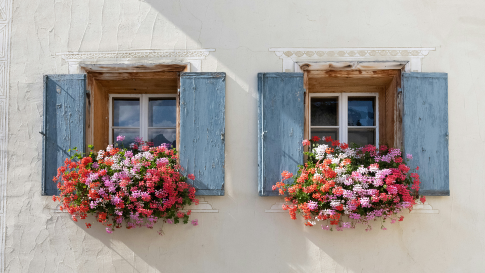 Two windows with blue window shutters and flower boxes.