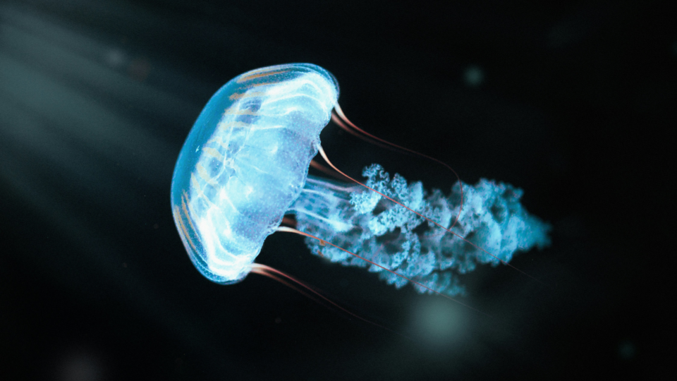 Jellyfish in the deep water.