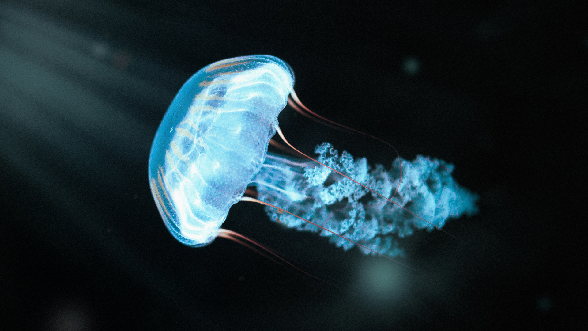 Jellyfish in the deep water.