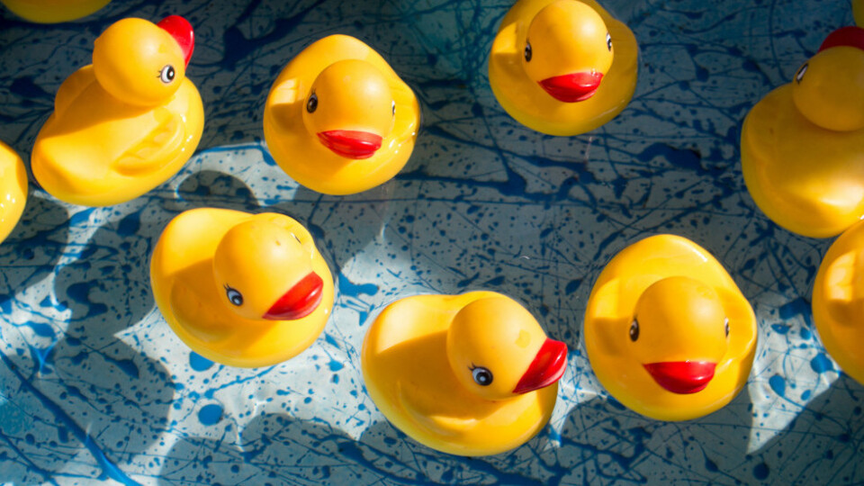 Rubber ducks in shallow water