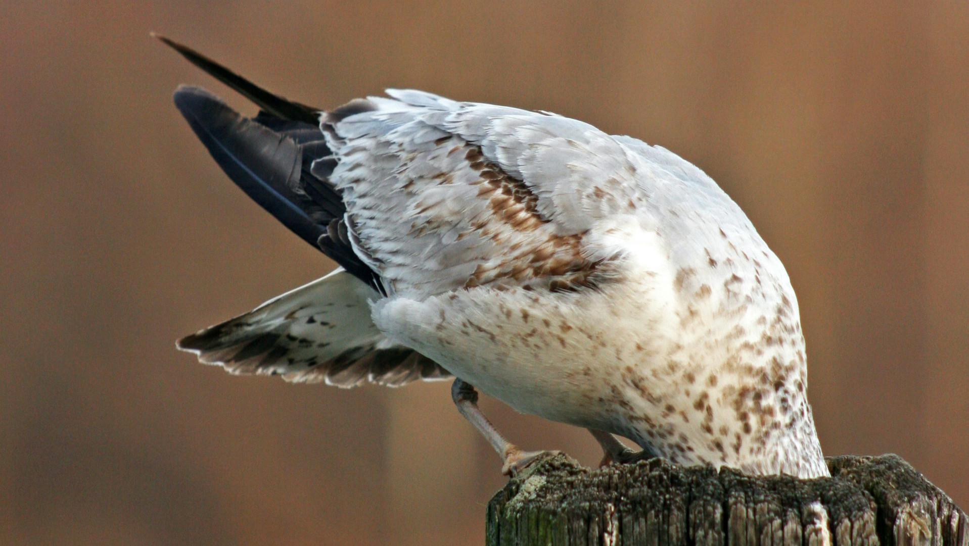 A bird putting it's head in a stump.