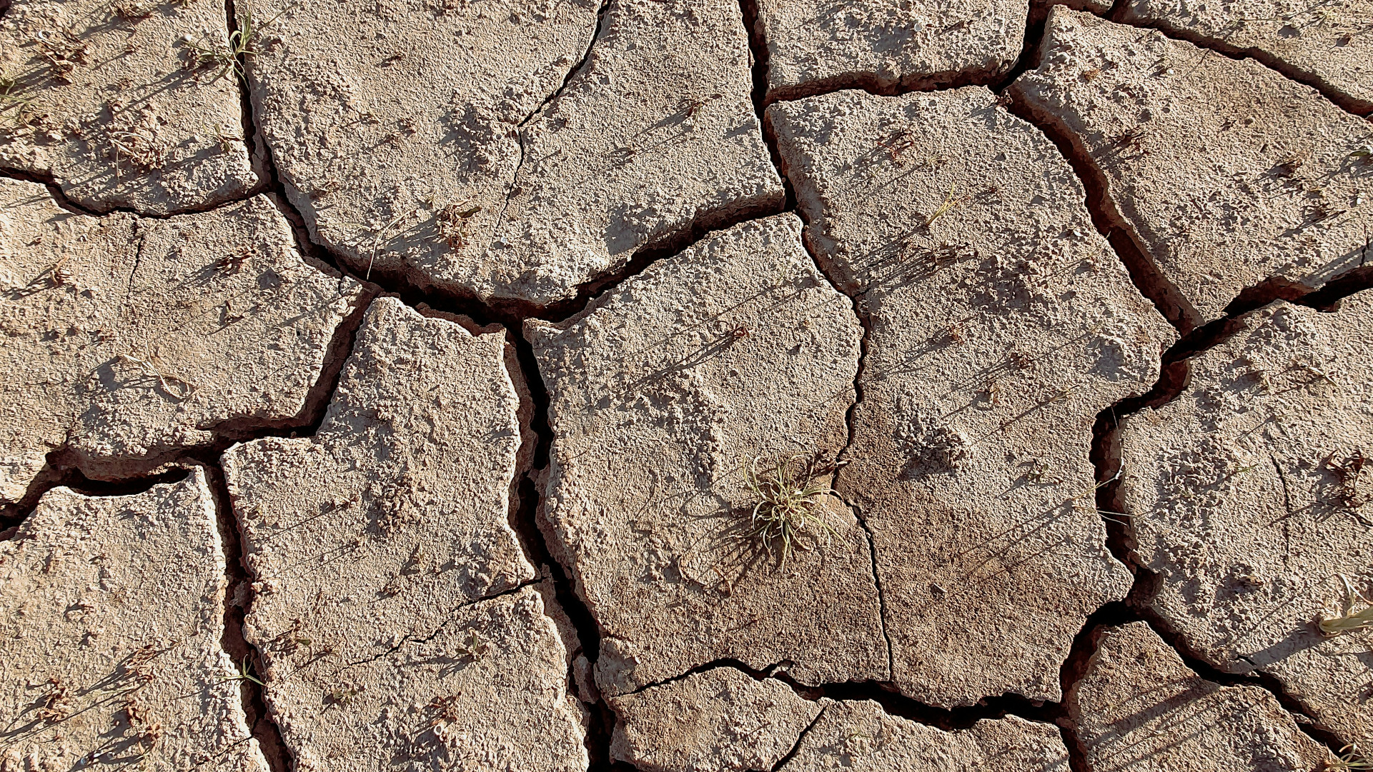 Cracked, dry earth