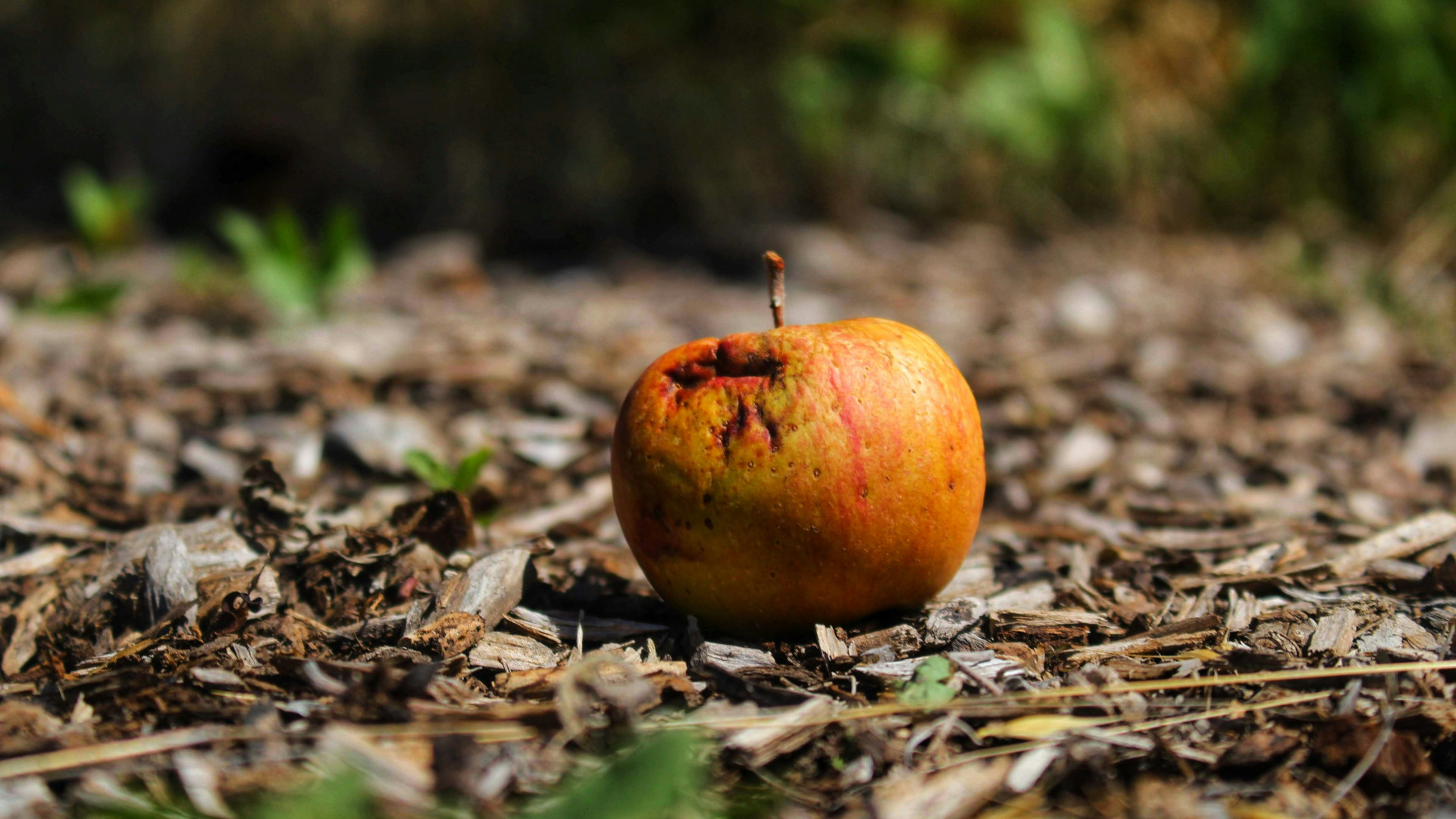 A rotten apple resting on the ground