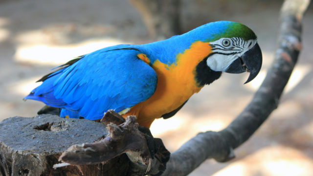 Norwegian Blue Parrot