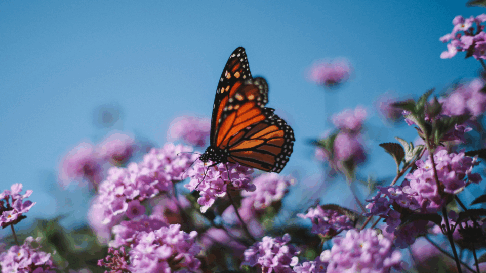 Monarch butterfly sitting on a flower,