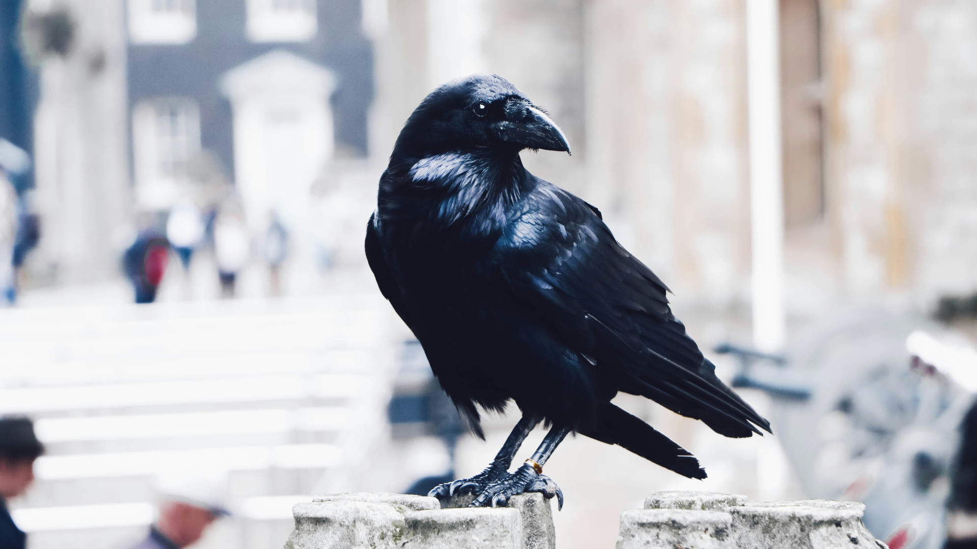 A crow looking over their shoulder. There is a blurred cityscape in the background