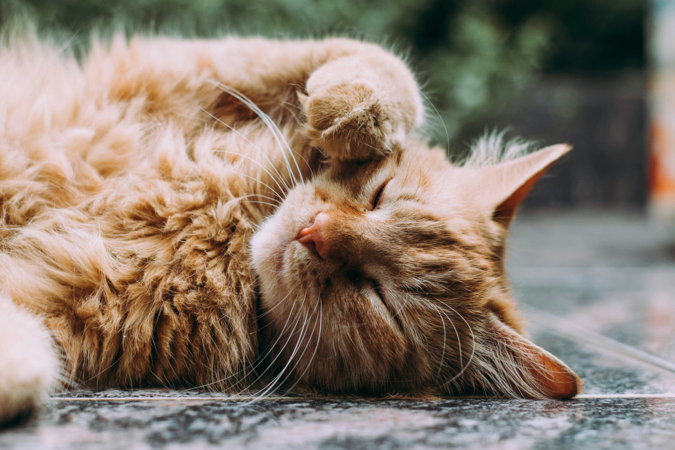 Ginger cat lying on it's side looking cosy