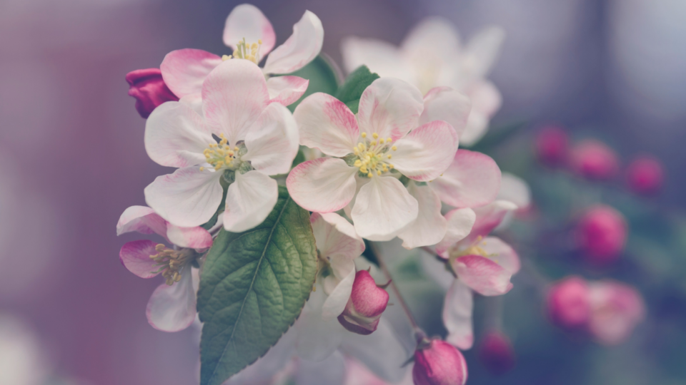 Close up of apple blossoms.