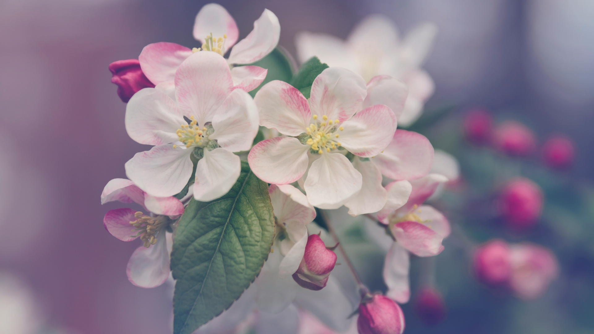 Close up of apple blossoms.