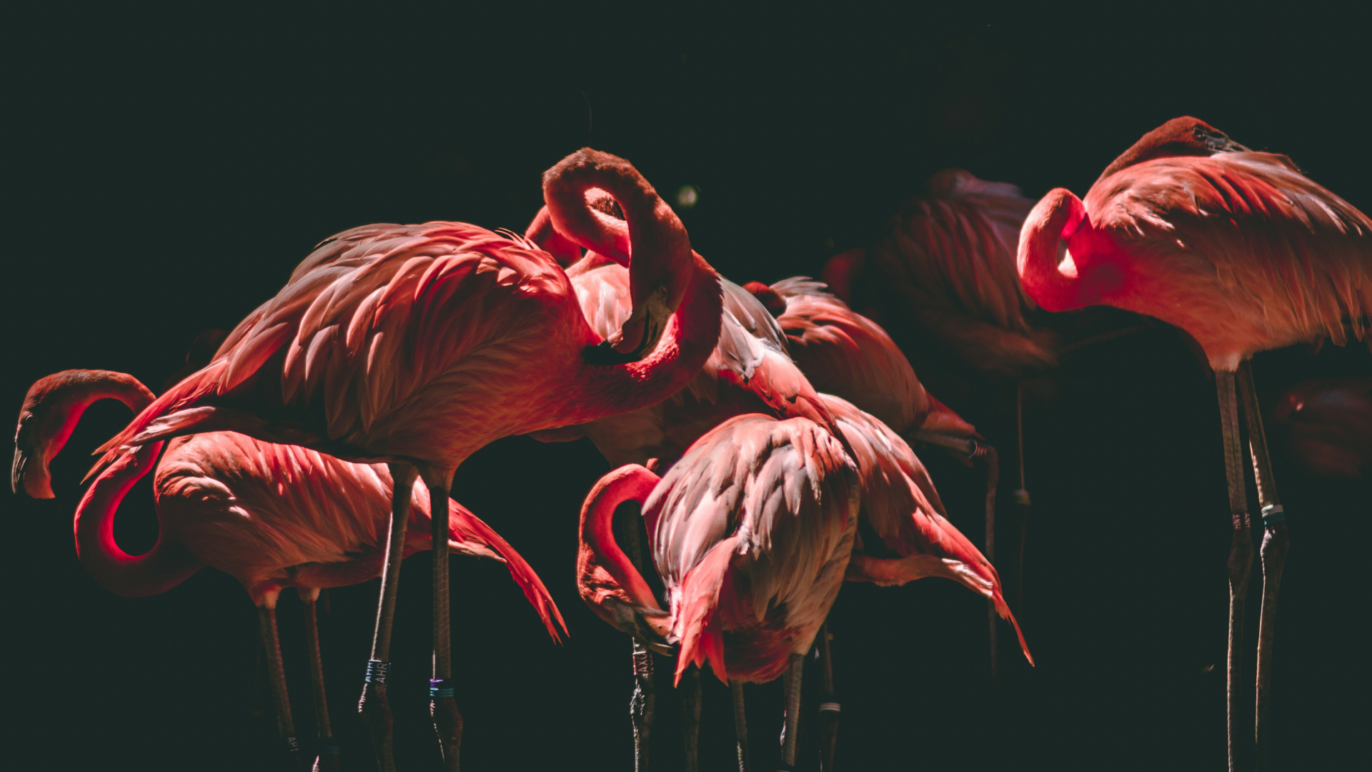 A group of flamingos on a dark background.